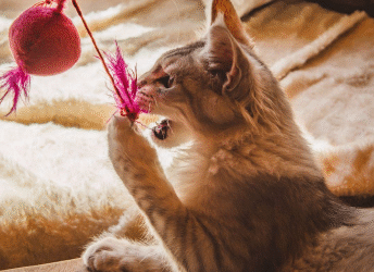 5 Ways to Keep Your Indoor Cat Entertained This Fall 🍂🐾