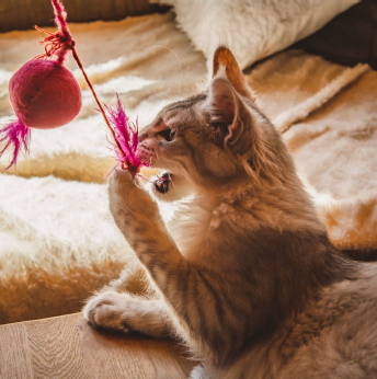 5 Ways to Keep Your Indoor Cat Entertained This Fall