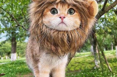 Cute and Creative Costume Ideas for Your Cat This Halloween