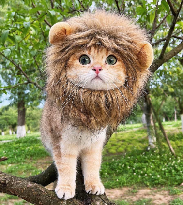 Cute and Creative Costume Ideas for Your Cat This Halloween