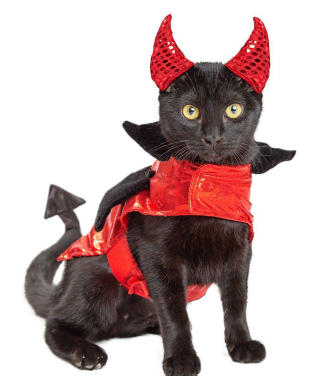 Cute and Creative Costume Ideas for Your Cat This Halloween