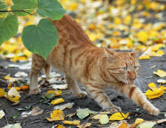 Fall Into Comfort: Helping Your Cat Adjust to Autumn 🍂🐾