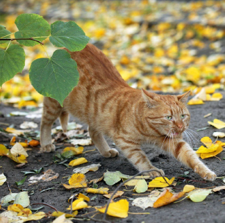 Helping Your Cat Adjust to Autumn
