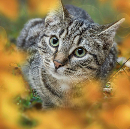 Helping Your Cat Adjust to Autumn