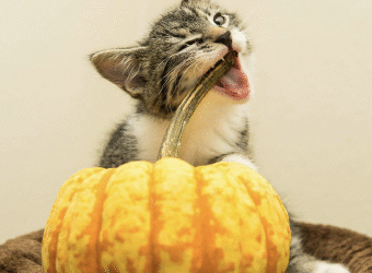 Keeping Your Cat Safe and Happy This Halloween Season