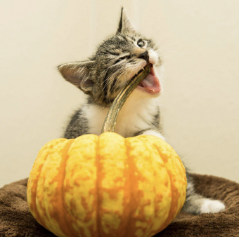 Keeping Your Cat Safe and Happy This Halloween Season