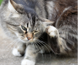 Fleas, Fleas, Fleas: Why No Texan Pet Is Safe