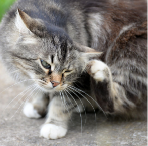 Why No Texan Pet Is Safe