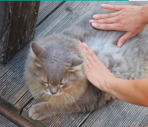 Why No Texan Pet Is Safe