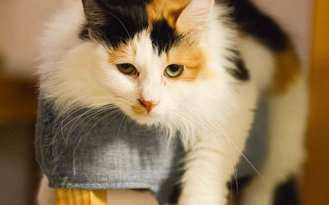 The Importance of Routine for Cats