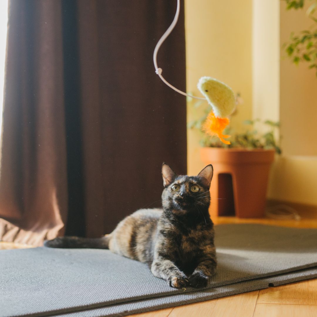 The Benefits of Professional Cat Sitting