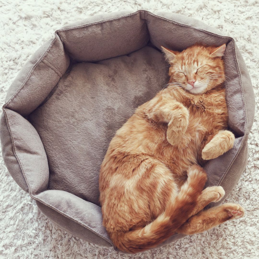 Why Understanding Cat Behavior Matters