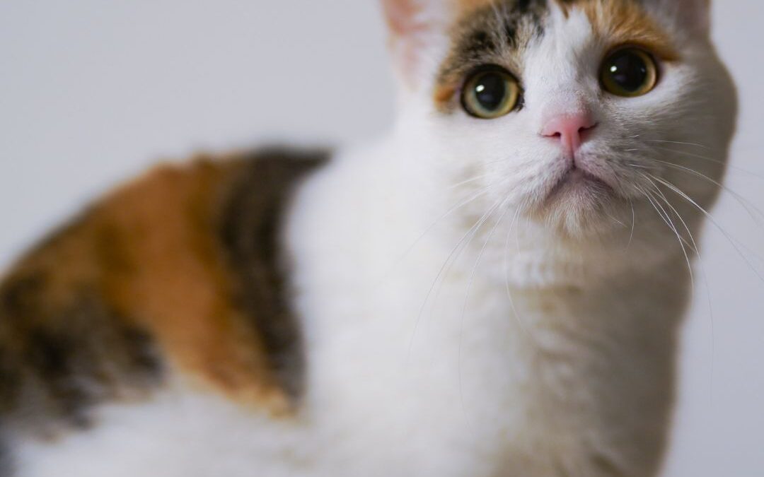 Understanding Your Cat’s Body Language: