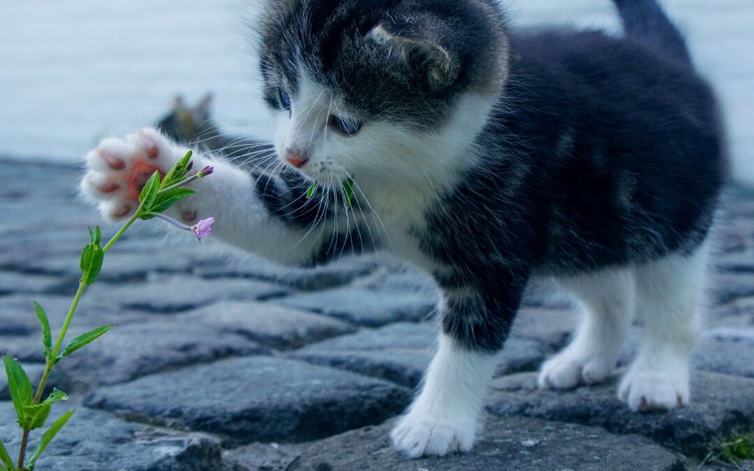 Bringing a New Cat Home: