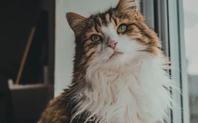 Beating the February Blues: Overcoming Winter Boredom and Cabin Fever