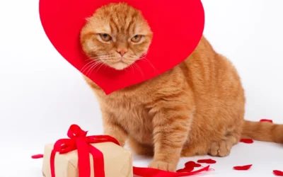 Love is in the Air (and the Hair): The Ultimate Guide to Feline Valentine’s Care