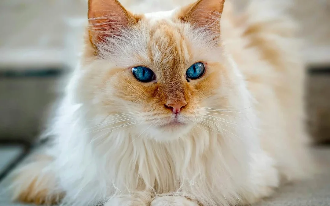 Beyond the Bouquet: A Deep Dive into Floral Safety and Feline Health