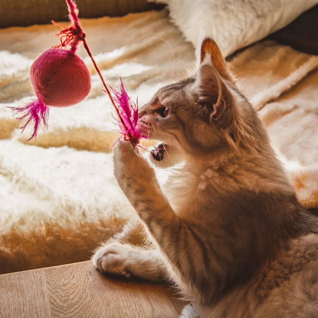 Safety Meets Quality Service