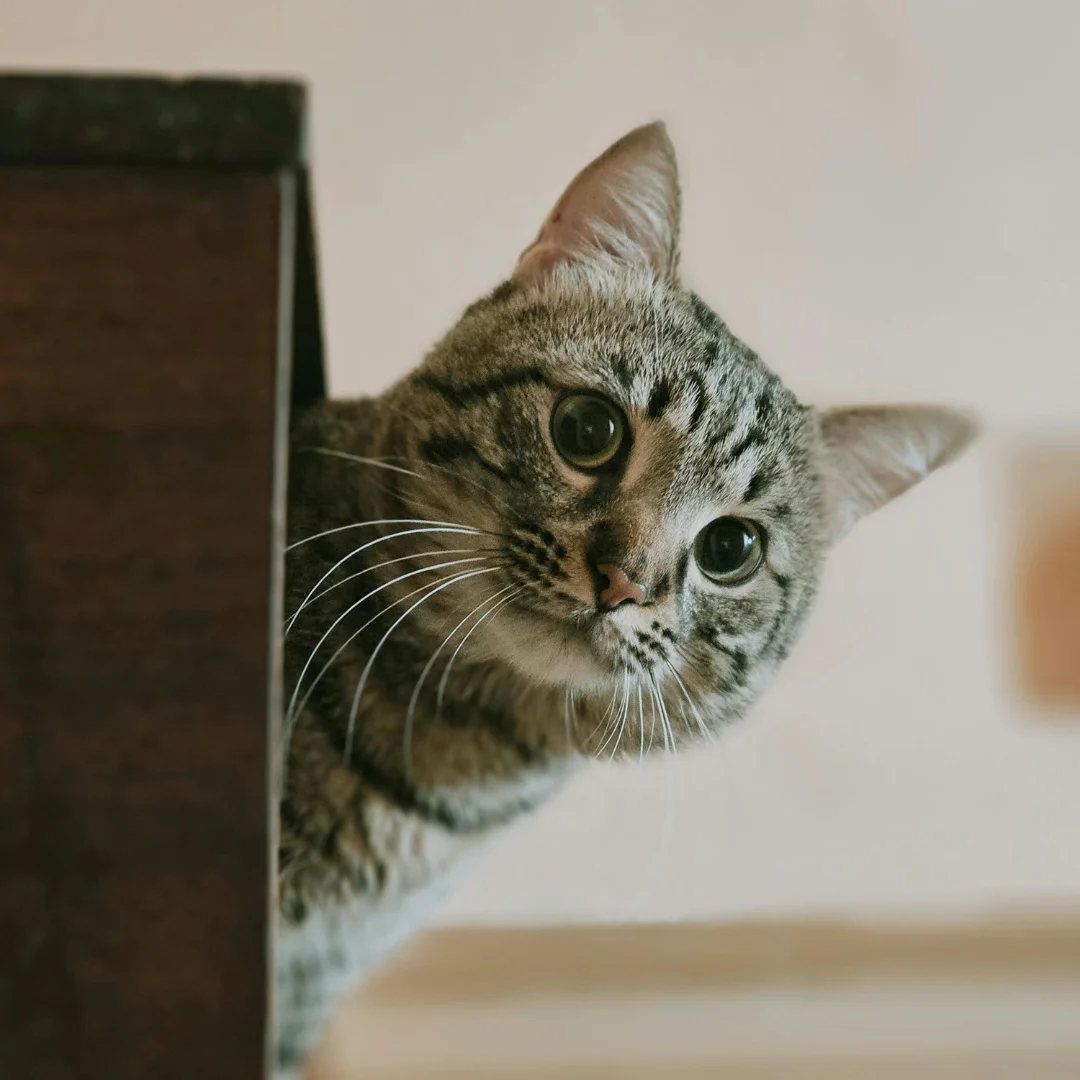 cats don't drink where they kill