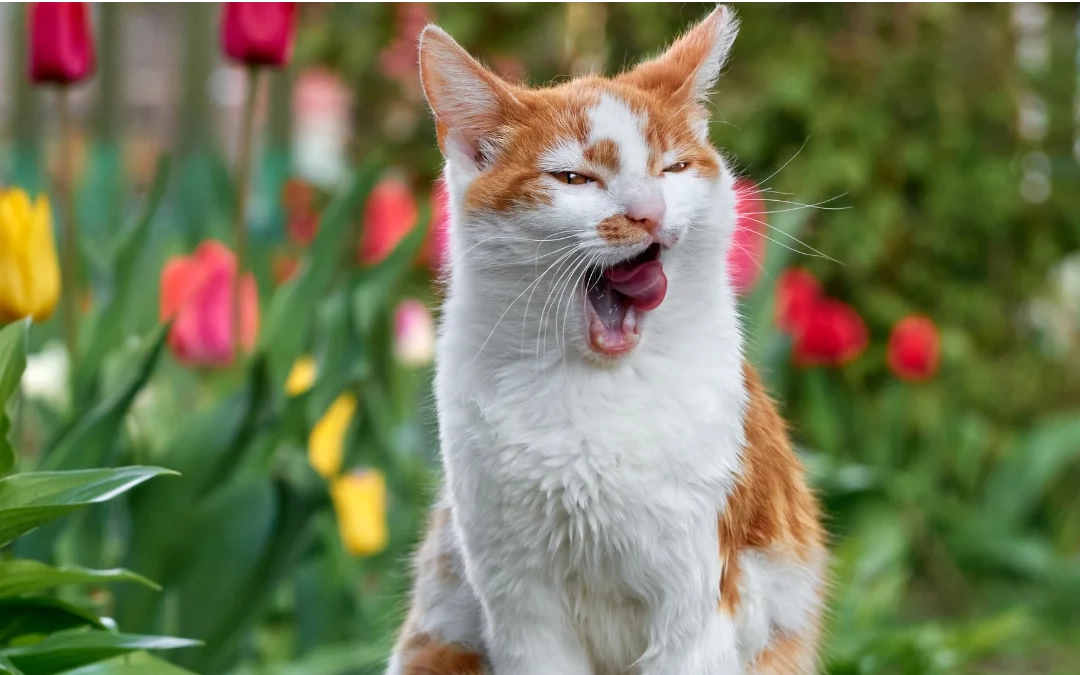 Navigating the Time Change with Your Cat