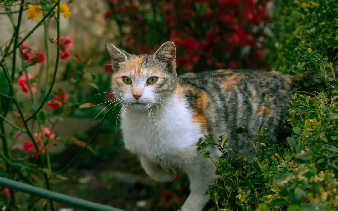 Cat hidden in Spring Flowers