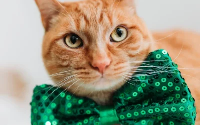 St. Patrick’s Day Safety & Feline Folklore