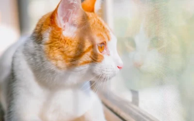The Physics of the May Breeze: Understanding “High-Rise Syndrome”