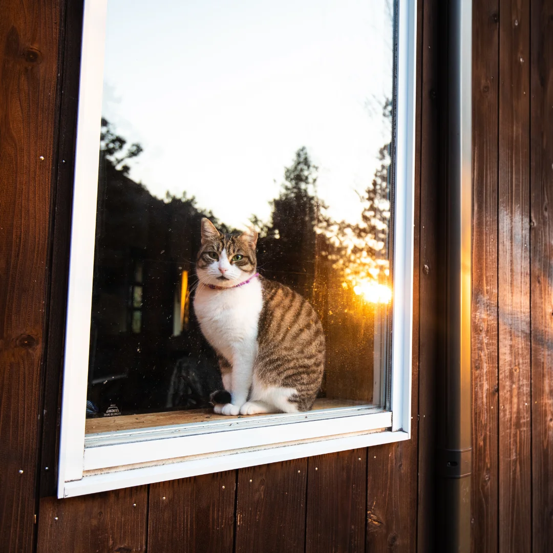 Cat looking at sunrise