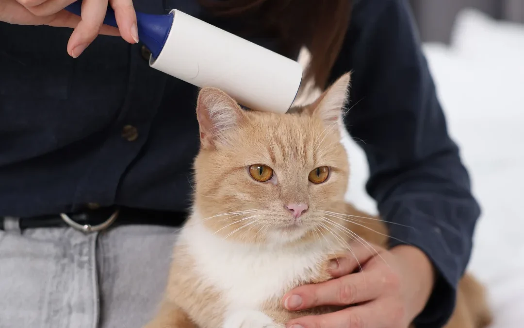 Grooming Cat fur