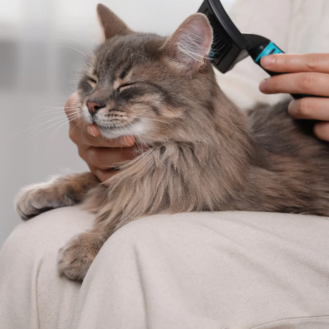 Contented groomed cat