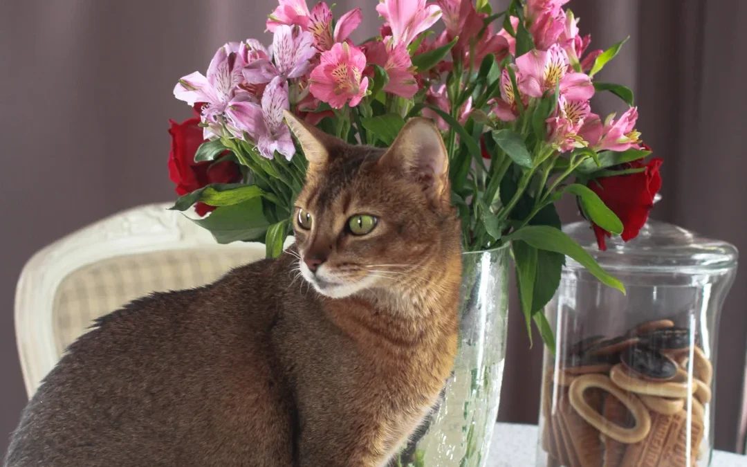 Still life cat