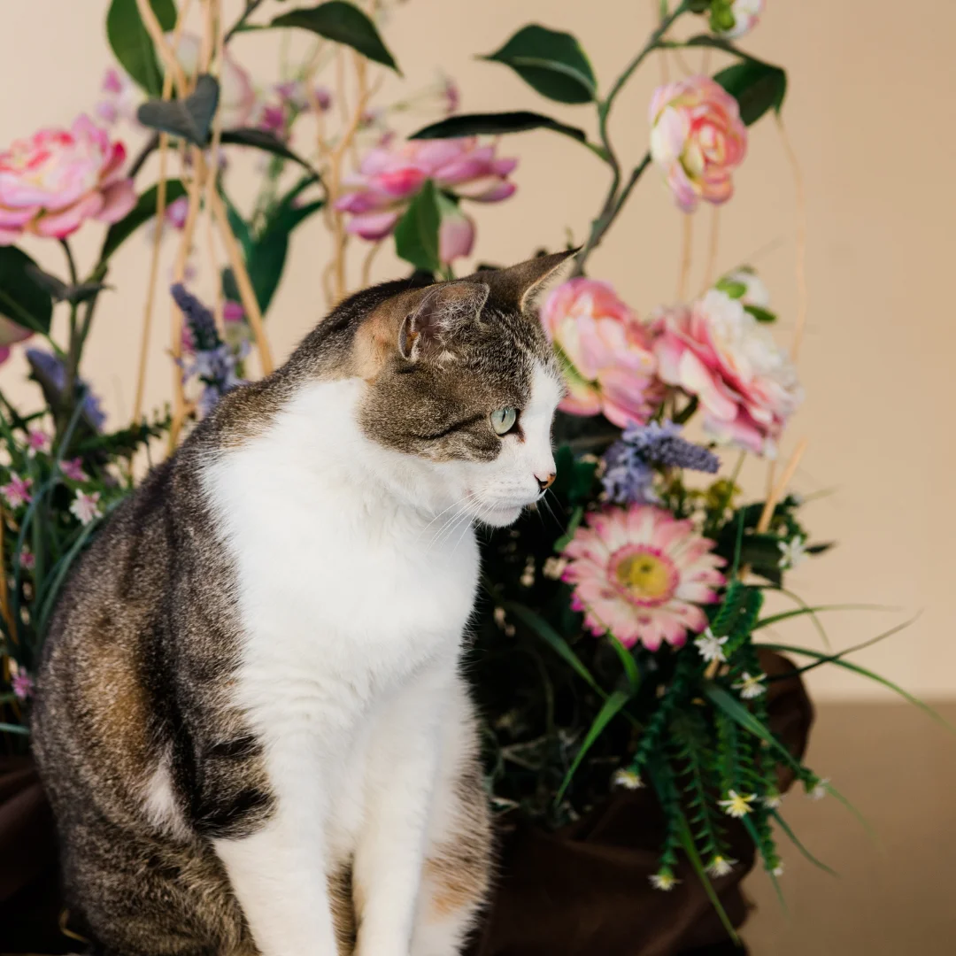 Cat by the pink flowers
