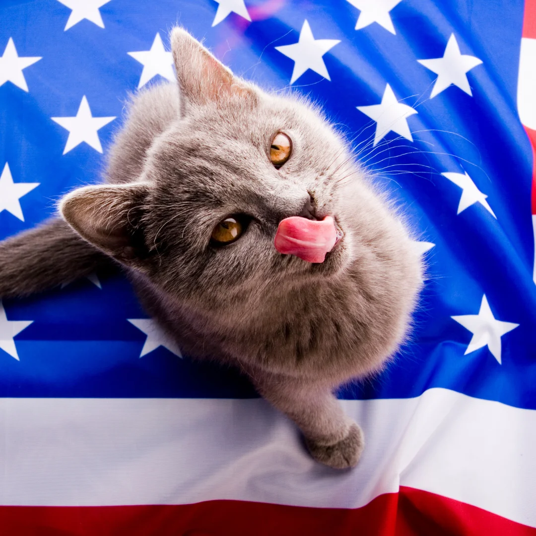 Cat on the US flag