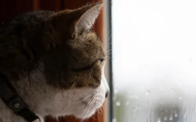 April Showers & Thunder-Paws: Navigating Storm Anxiety