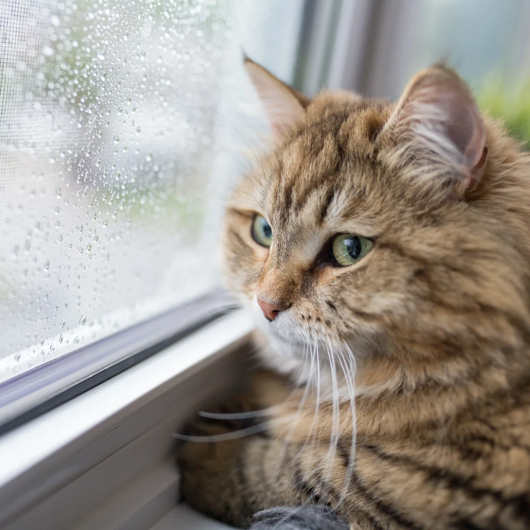 Cats hear frequencies we can't even perceive