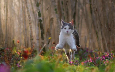 Earth Day Felines: Shrinking the “Carbon Paw-Print”
