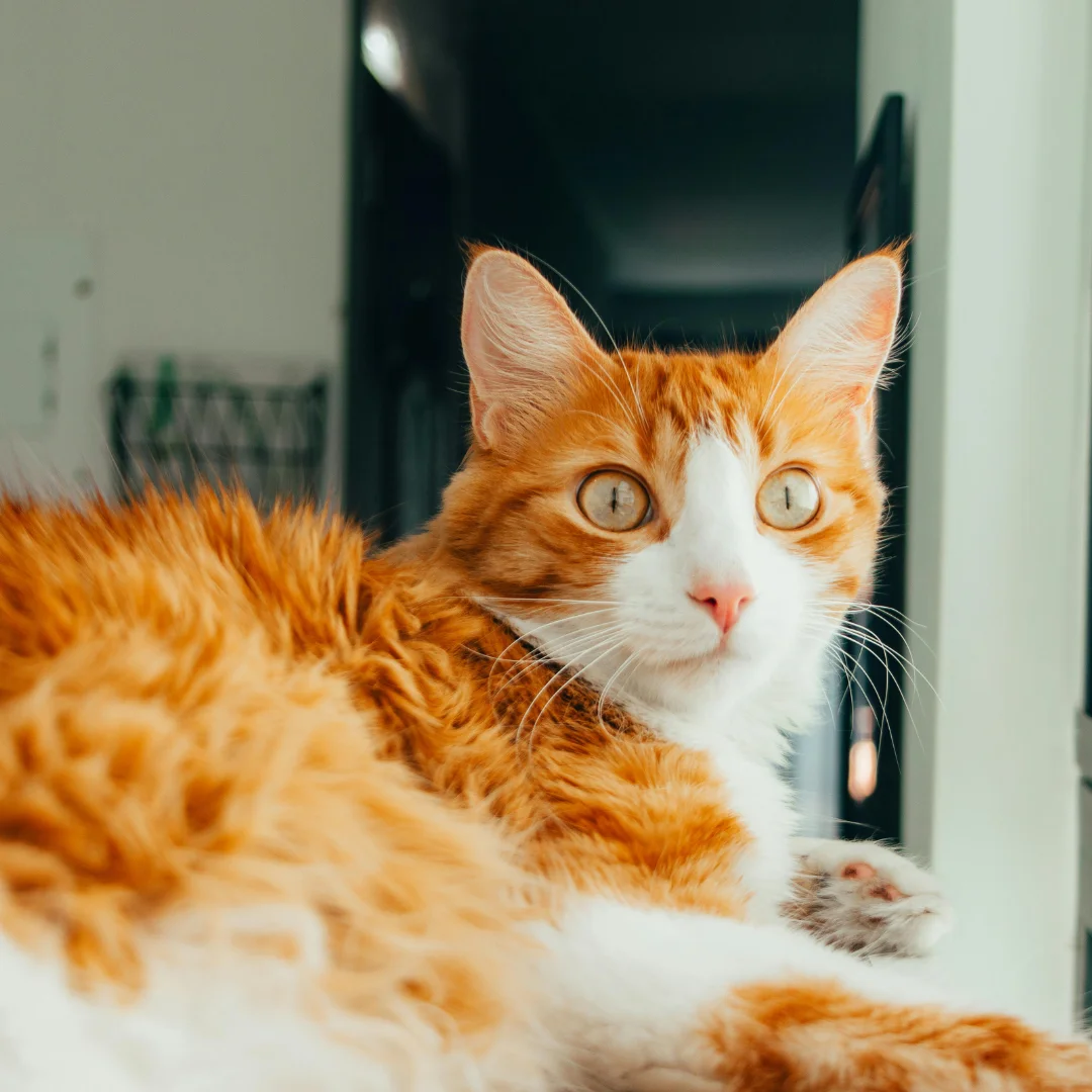 Proactive Strategies for a Smooth Shed