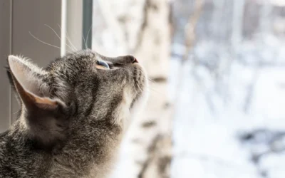 Spring Fever & The “High-Rise” Risk: Protecting the Indoor Explorer