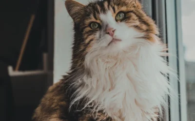 The “Great Shed”: Managing the April Fur-Nado