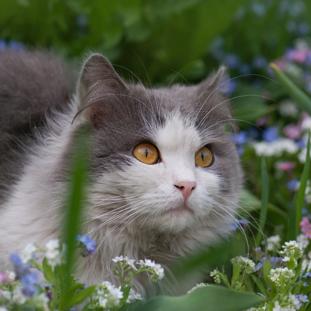 cat in flowers