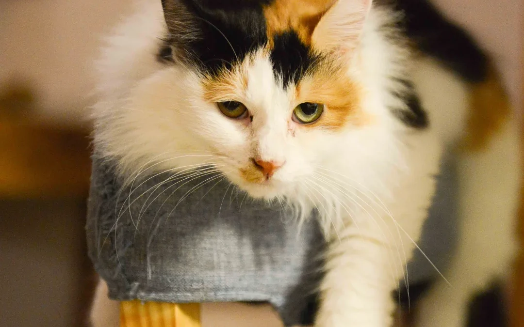 Cat lying on chair rest