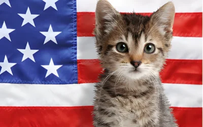 The Independence Day Safety Protocol: Keeping Your Cat Calm During Fireworks