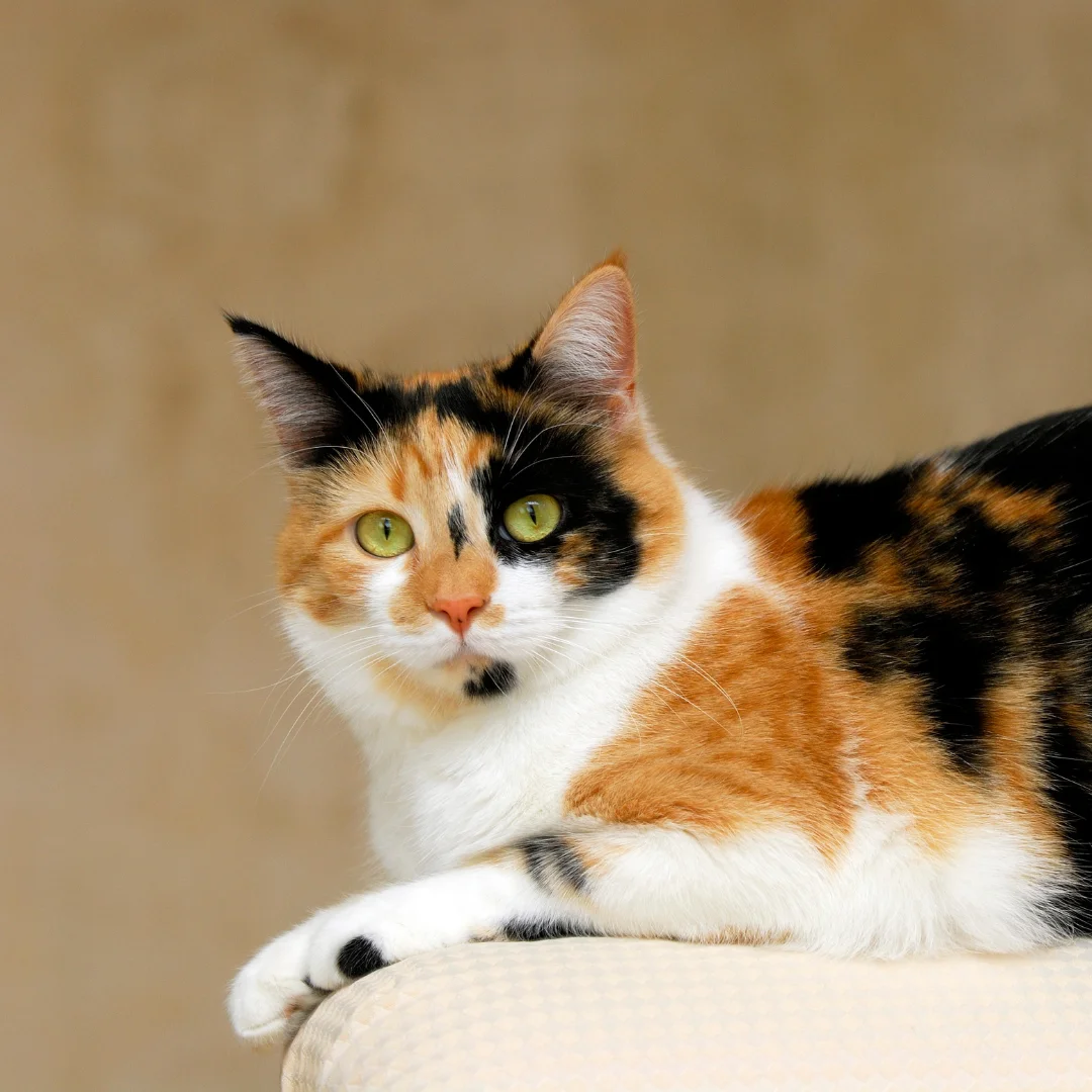 Cat looking at the camera