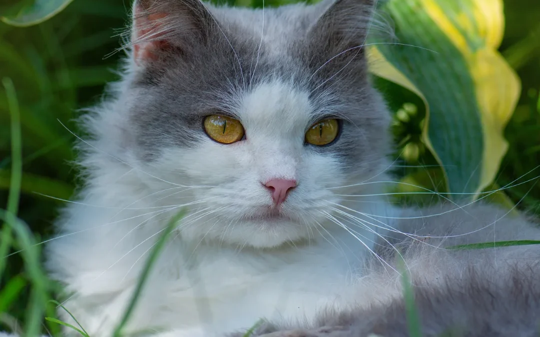 Cat in foliage