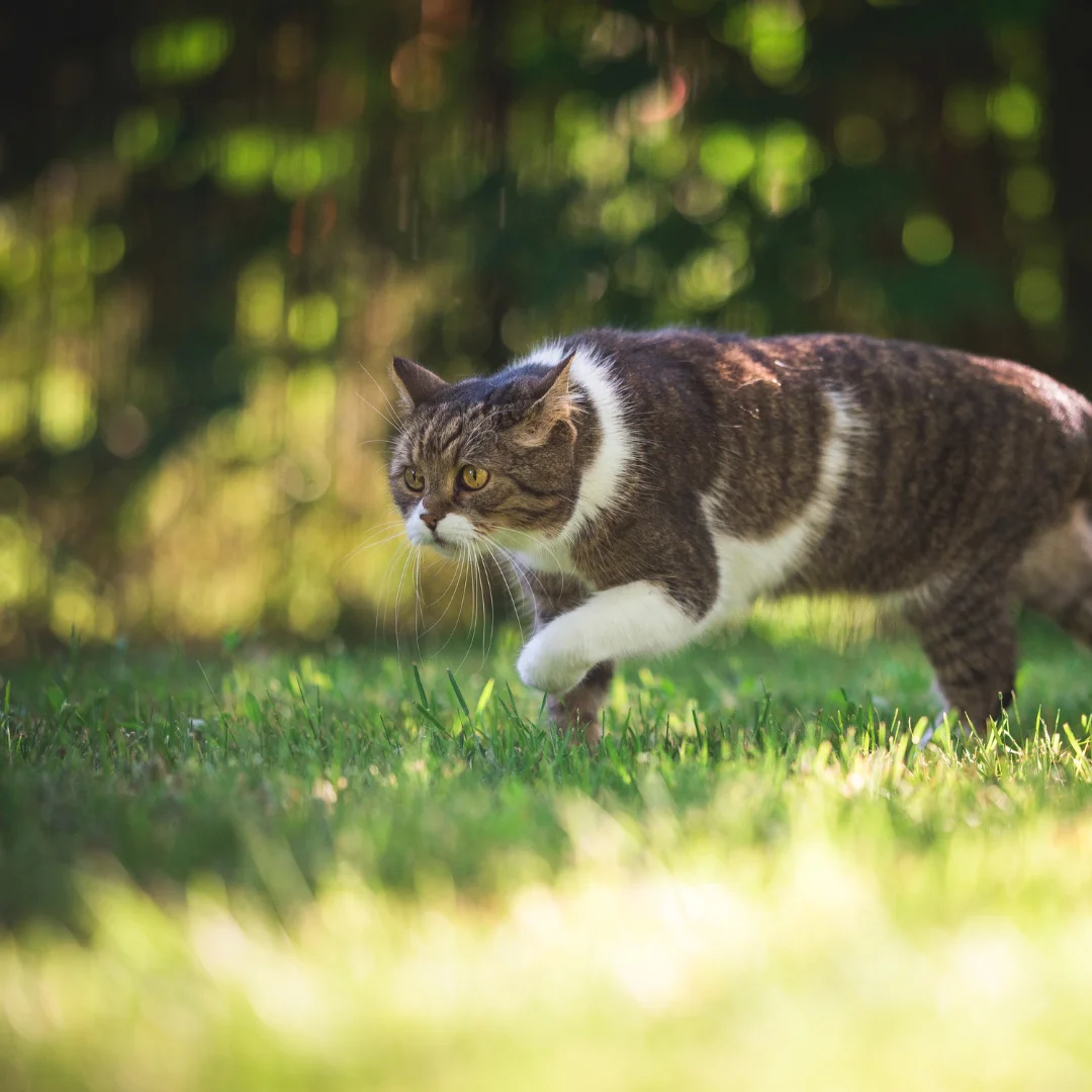 Cat walk in the garden