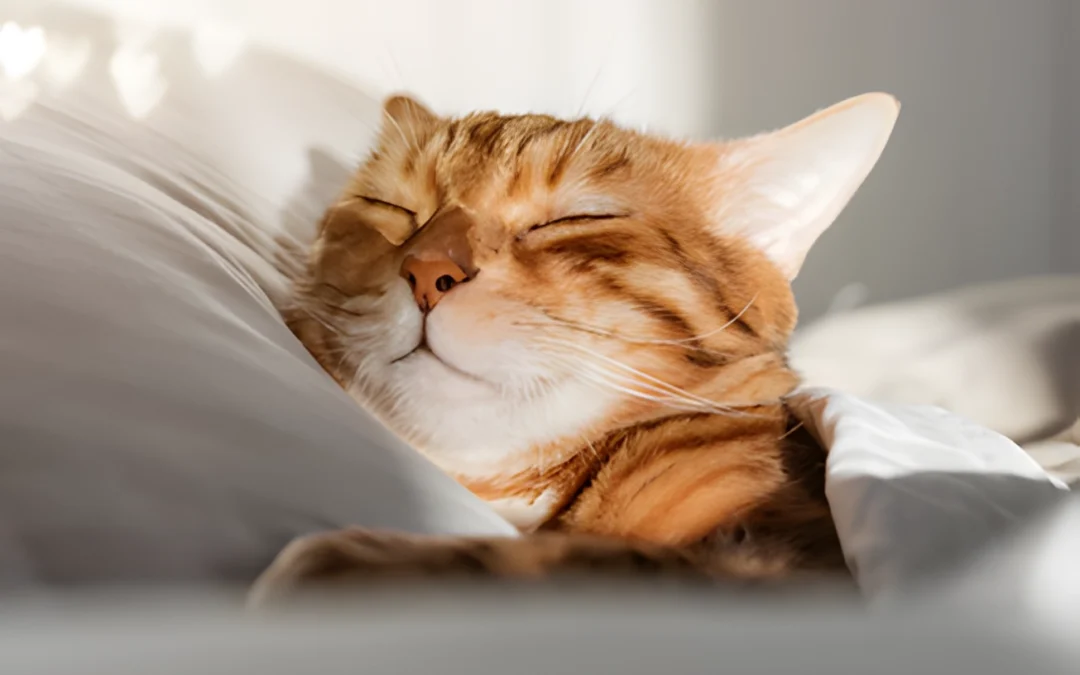 Cat napping on pillow