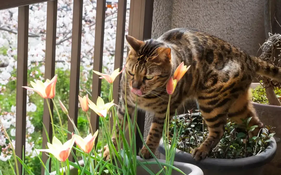 Cat on flower pots