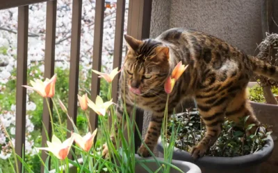 The Chemistry of the June Bouquet: The Lethal Threat of Summer Lilies