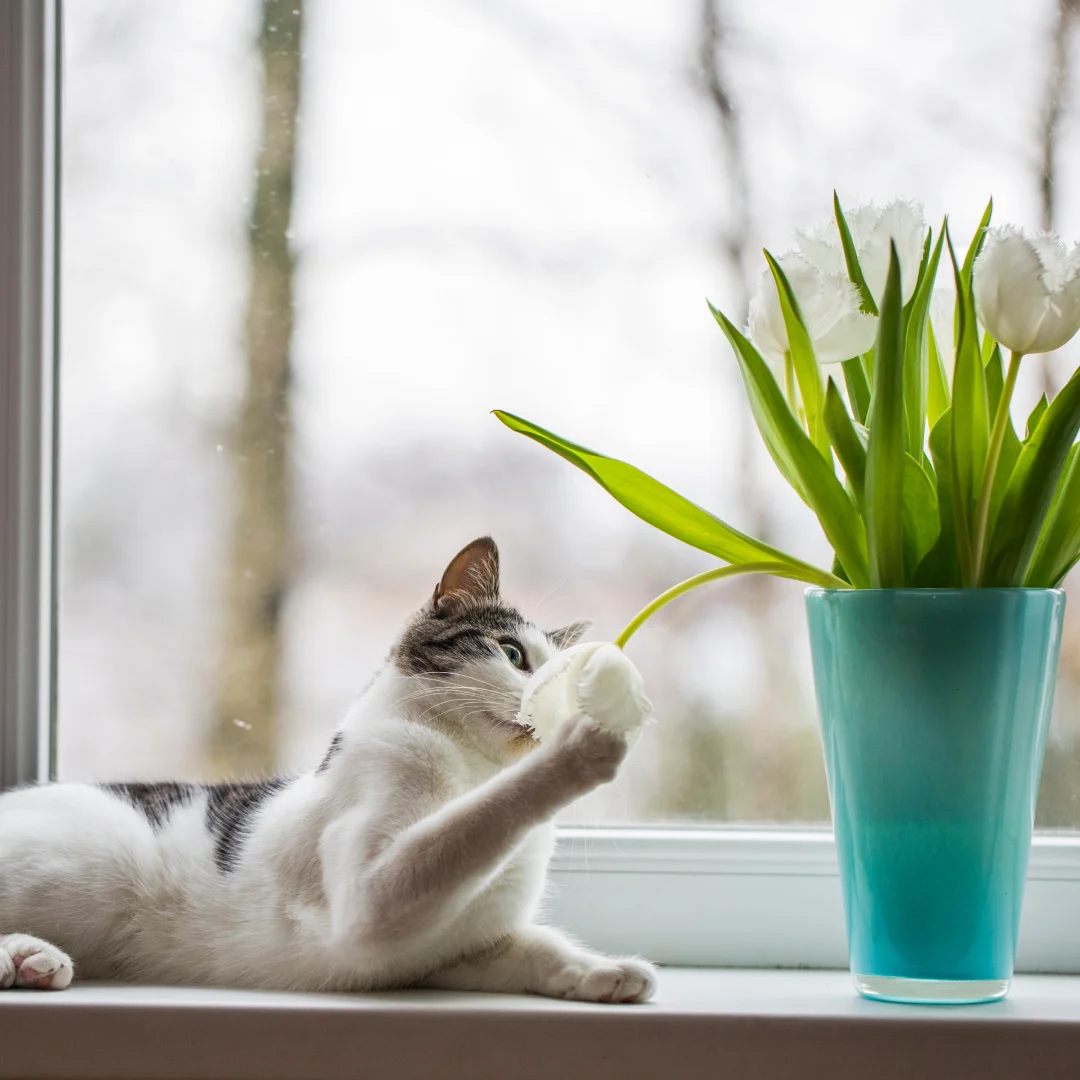 Cat playing with tulips