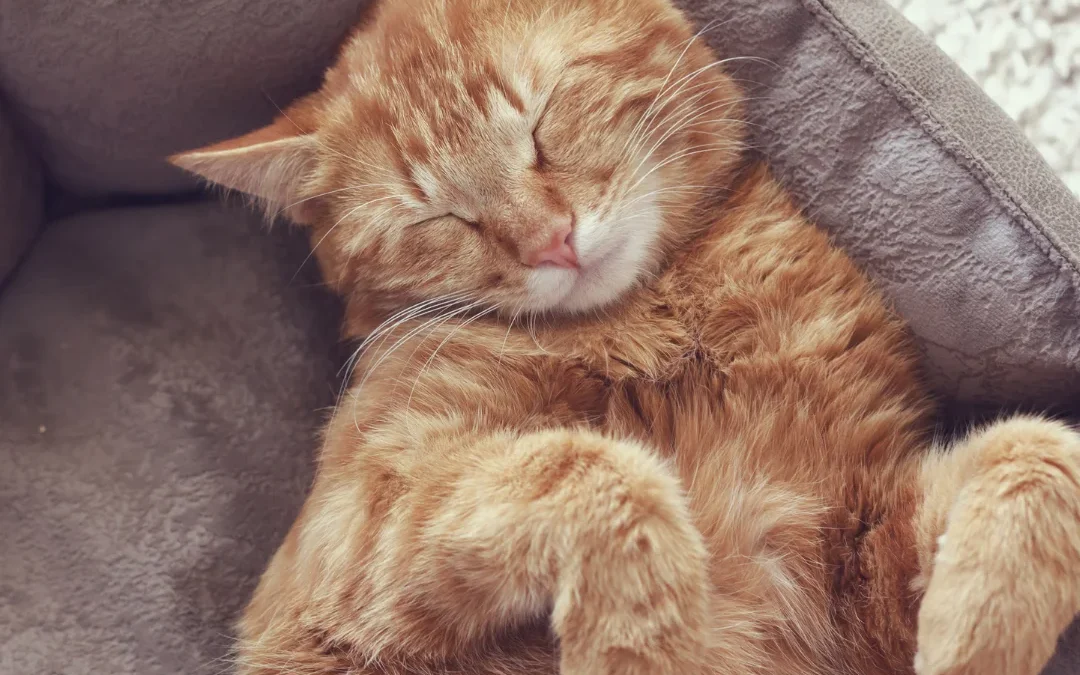 Cat snoozing in cat bed